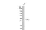 HAGH Antibody in Western Blot (WB)