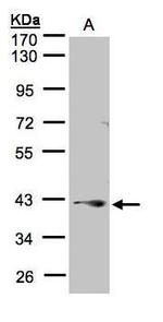 PPP2R4 Antibody in Western Blot (WB)