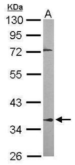 PPP2R4 Antibody in Western Blot (WB)