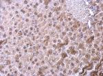 NFIB Antibody in Immunohistochemistry (Paraffin) (IHC (P))