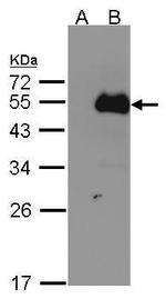 NFIB Antibody in Western Blot (WB)