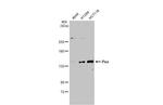 PTPN14 Antibody in Western Blot (WB)