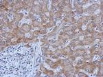 IL13RA1 Antibody in Immunohistochemistry (Paraffin) (IHC (P))