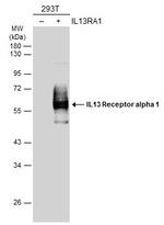 IL13RA1 Antibody in Western Blot (WB)