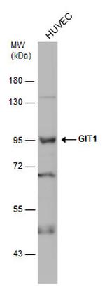 GIT1 Antibody in Western Blot (WB)