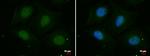 PSKH2 Antibody in Immunocytochemistry (ICC/IF)