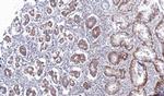 PSKH2 Antibody in Immunohistochemistry (Paraffin) (IHC (P))