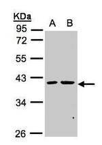 PSKH2 Antibody in Western Blot (WB)