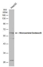 Monoamine Oxidase B Antibody in Western Blot (WB)