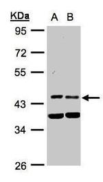 PDK1 Antibody in Western Blot (WB)