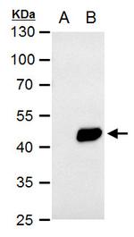 PDK1 Antibody in Western Blot (WB)