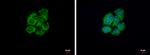 GSTZ1 Antibody in Immunocytochemistry (ICC/IF)