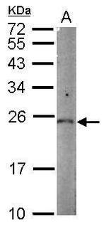 PGPEP1 Antibody in Western Blot (WB)