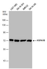 HSPA1B Antibody in Western Blot (WB)