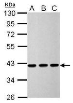 Calponin 3 Antibody in Western Blot (WB)