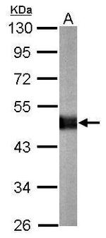 Carboxypeptidase E Antibody in Western Blot (WB)