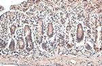 ESRRA Antibody in Immunohistochemistry (Paraffin) (IHC (P))