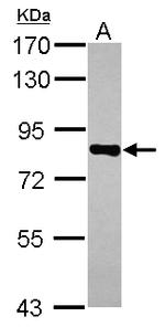 CD2AP Antibody in Western Blot (WB)