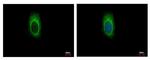 ZDHHC13 Antibody in Immunocytochemistry (ICC/IF)