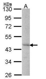 DYX1C1 Antibody in Western Blot (WB)