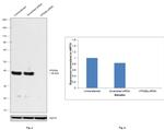 VPS26A Antibody in Western Blot (WB)