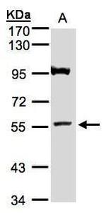 ADAMTSL1 Antibody in Western Blot (WB)
