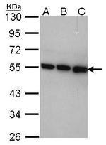 TRIP15 Antibody in Western Blot (WB)