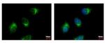 GGA3 Antibody in Immunocytochemistry (ICC/IF)