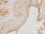 GGA3 Antibody in Immunohistochemistry (Paraffin) (IHC (P))