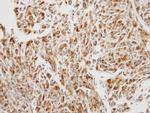 EEF1B2 Antibody in Immunohistochemistry (Paraffin) (IHC (P))