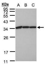 EEF1B2 Antibody in Western Blot (WB)