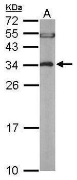 EEF1B2 Antibody in Western Blot (WB)