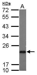 p23 Antibody in Western Blot (WB)