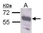 Staufen Antibody in Western Blot (WB)