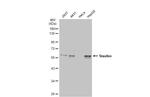 Staufen Antibody in Western Blot (WB)