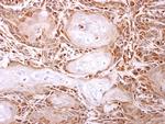 ITPA Antibody in Immunohistochemistry (Paraffin) (IHC (P))