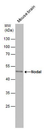 Nodal Antibody in Western Blot (WB)