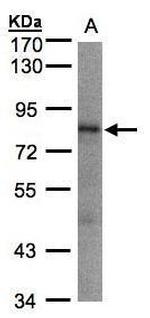 LIMD1 Antibody in Western Blot (WB)