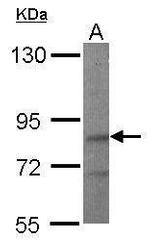 LIMD1 Antibody in Western Blot (WB)