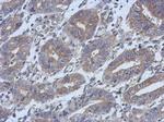 HAUS4 Antibody in Immunohistochemistry (Paraffin) (IHC (P))