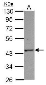 HAUS4 Antibody in Western Blot (WB)