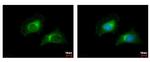 CARD6 Antibody in Immunocytochemistry (ICC/IF)