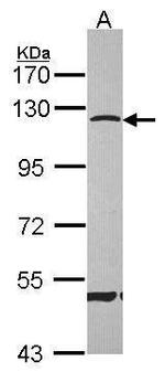 CARD6 Antibody in Western Blot (WB)