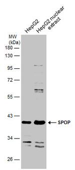 SPOP Antibody in Western Blot (WB)