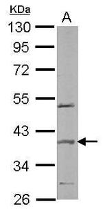 SPOP Antibody in Western Blot (WB)