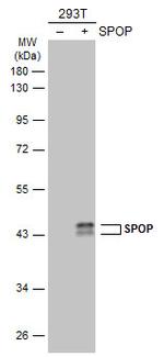 SPOP Antibody in Western Blot (WB)