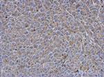 SIGLEC7 Antibody in Immunohistochemistry (Paraffin) (IHC (P))