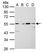 SIGLEC7 Antibody in Western Blot (WB)