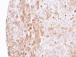 Latexin Antibody in Immunohistochemistry (Paraffin) (IHC (P))