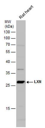 Latexin Antibody in Western Blot (WB)